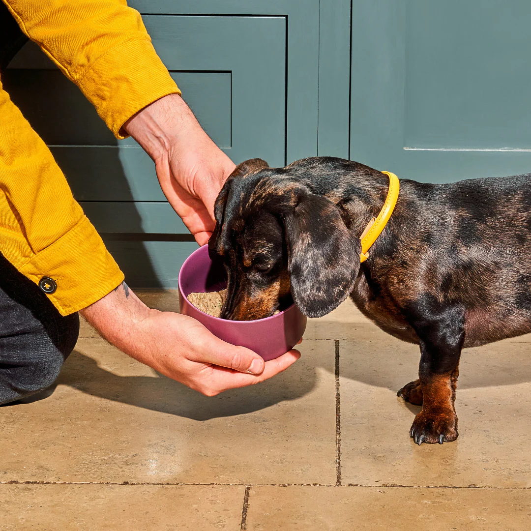 8kg Puppy Raw Nugget Starter Pack - Image 3